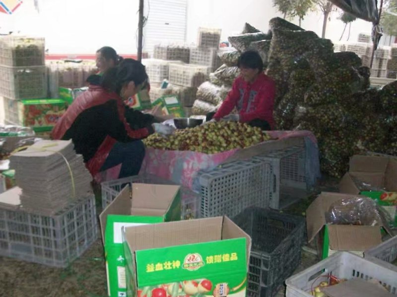【冬枣个头大】，脆甜可口，质量优，量大从优