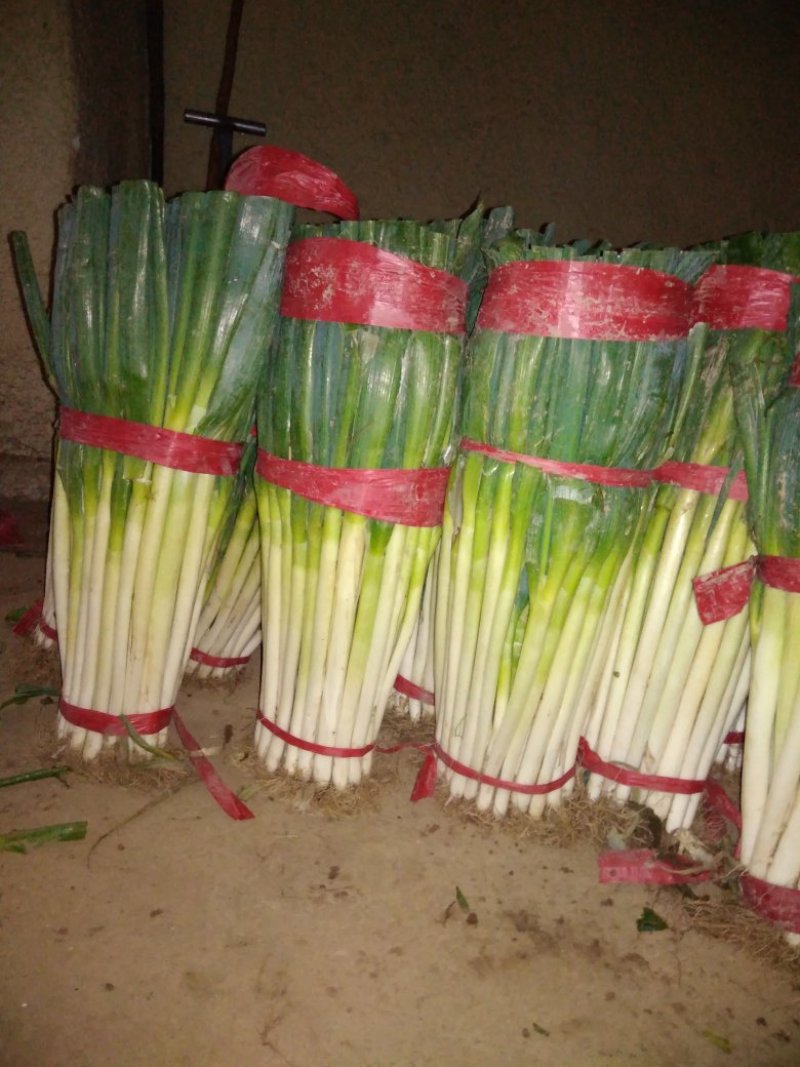 互助精品刚葱