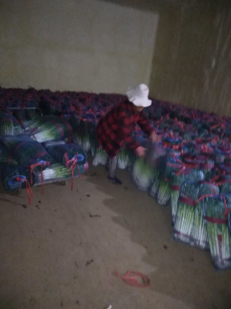 互助精品刚葱