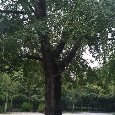 银杏果，