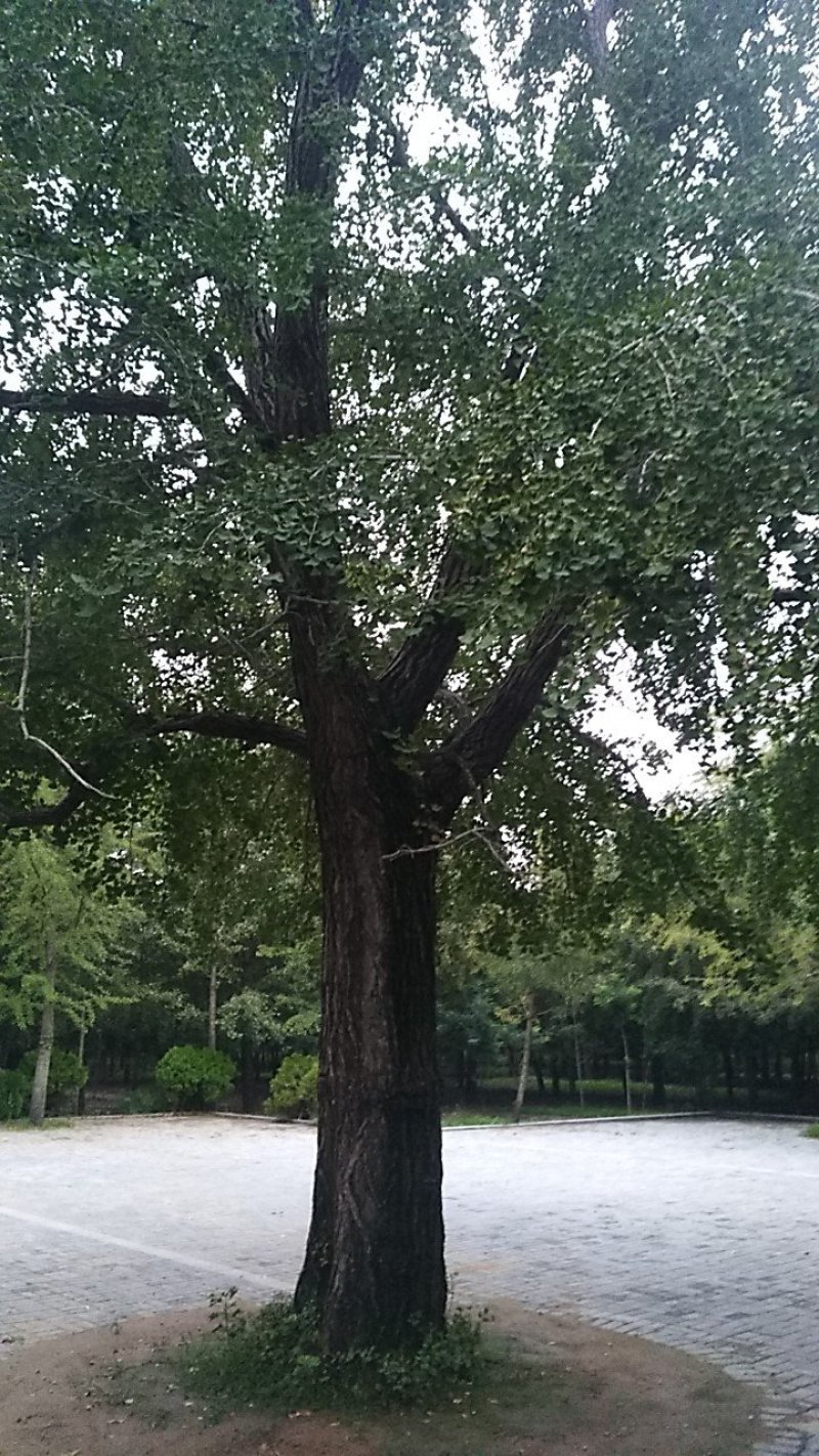 银杏果，