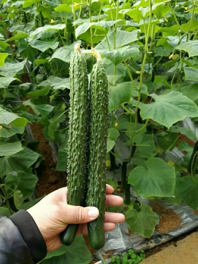 黄瓜山东聊城莘县蜜刺蔬菜黄瓜青瓜25_22公分