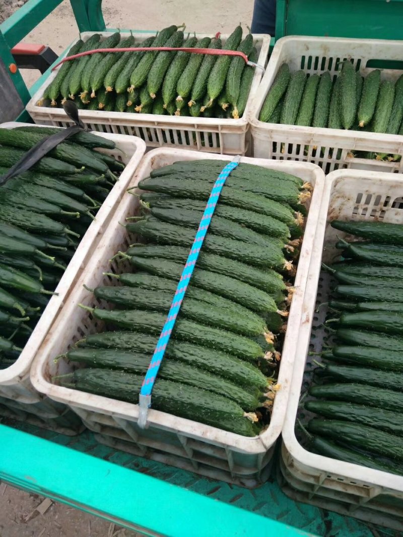 黄瓜山东聊城莘县蜜刺蔬菜黄瓜青瓜25_22公分