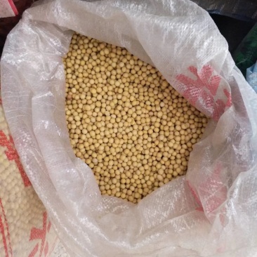 黄豆