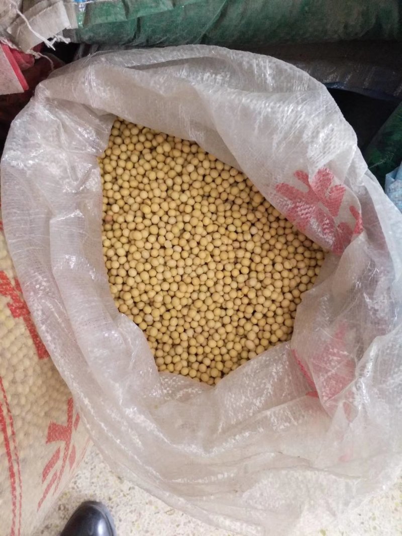 黄豆