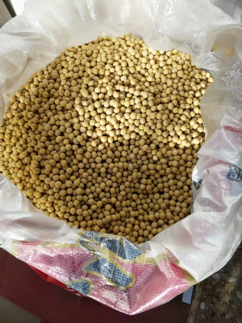 黄豆