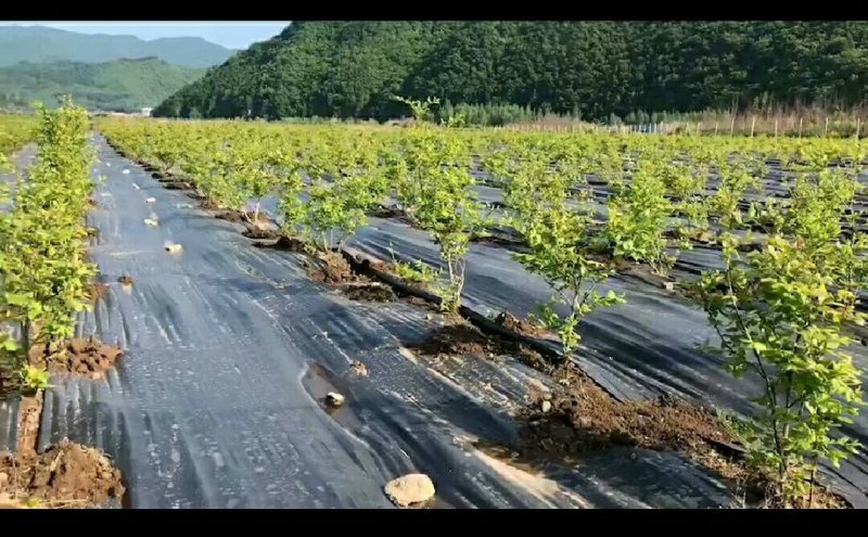 神奇的布，铺上就不长草，就这么任性