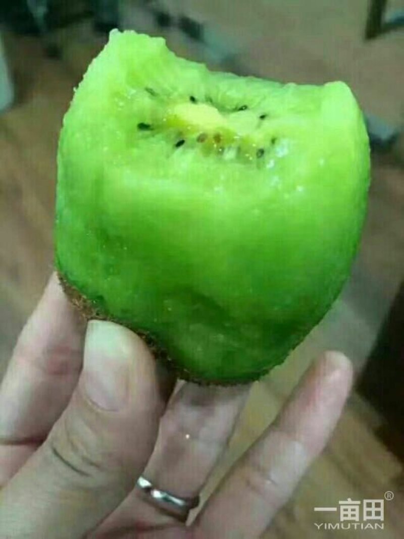 海沃德-优质猕猴桃