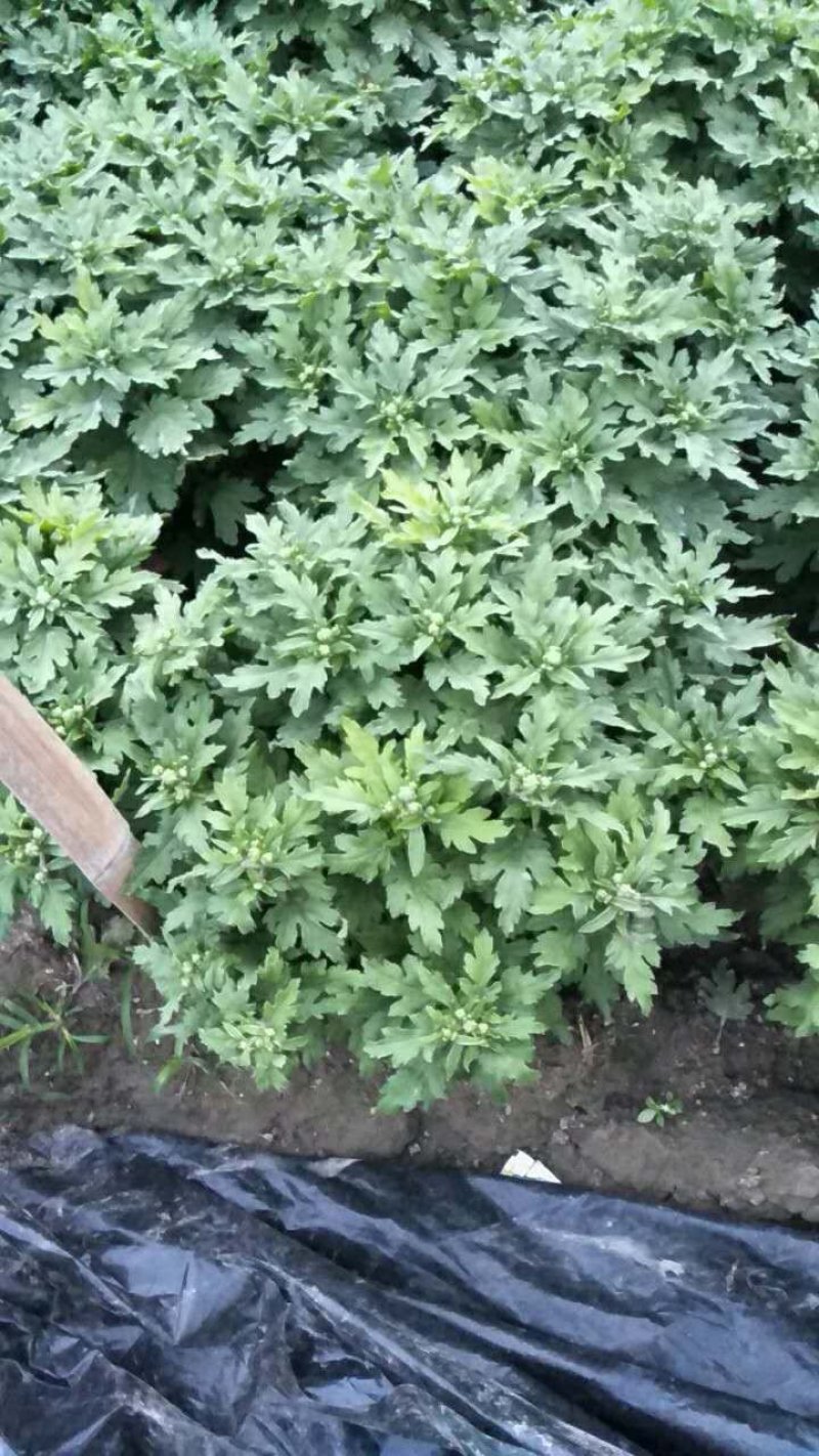 菊花，基地直供