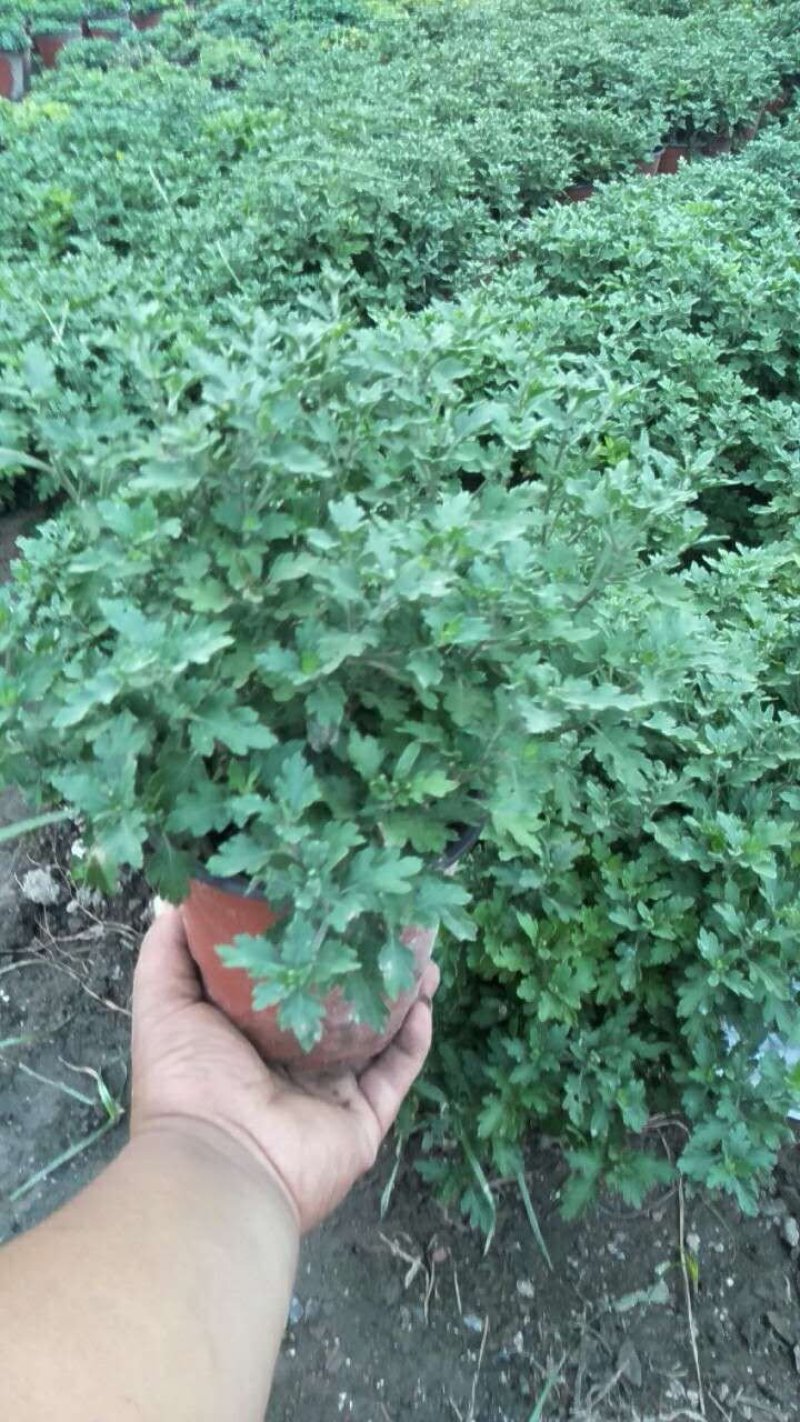菊花，基地直供