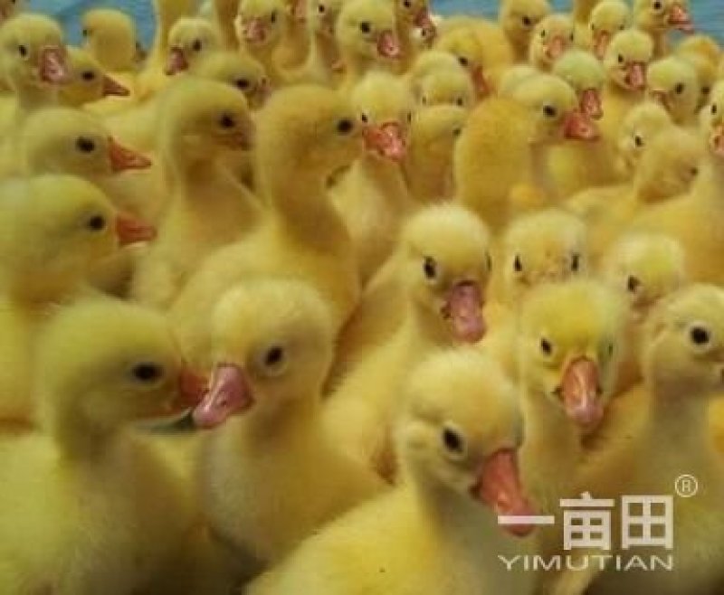 鹅苗