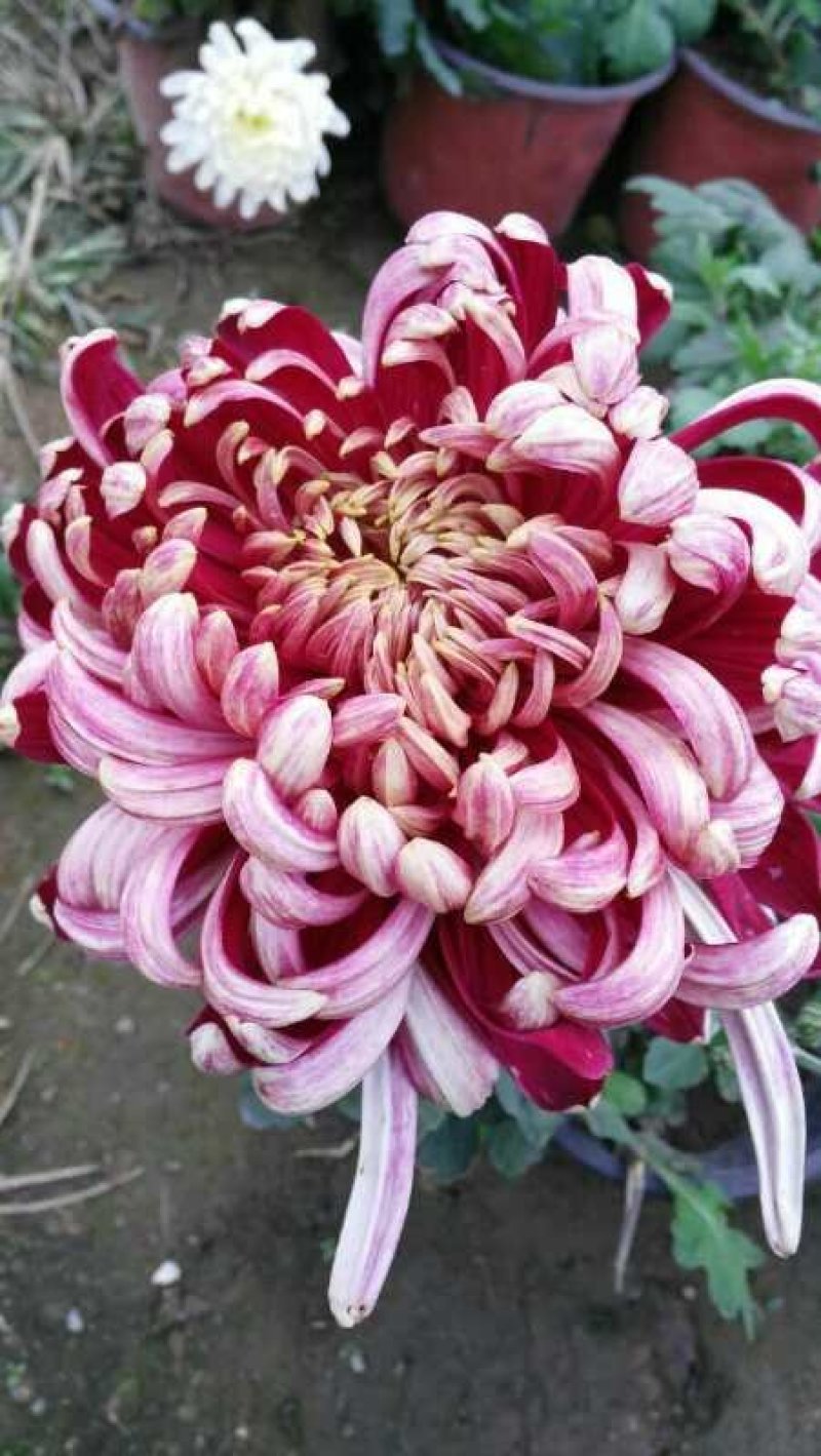 菊花，基地直供