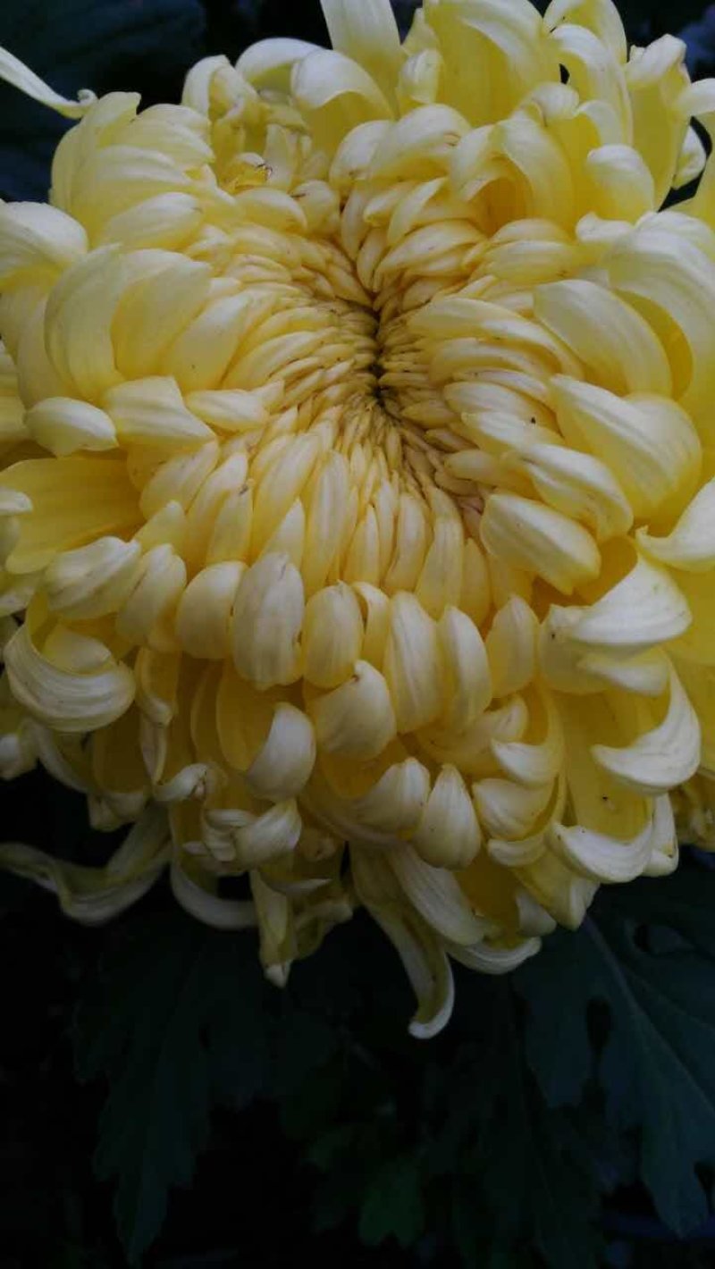 菊花，基地直供