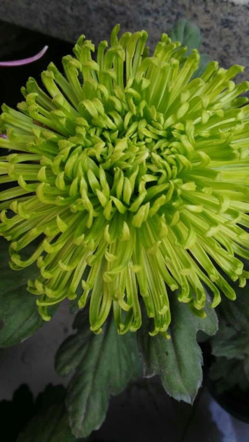 菊花，基地直供