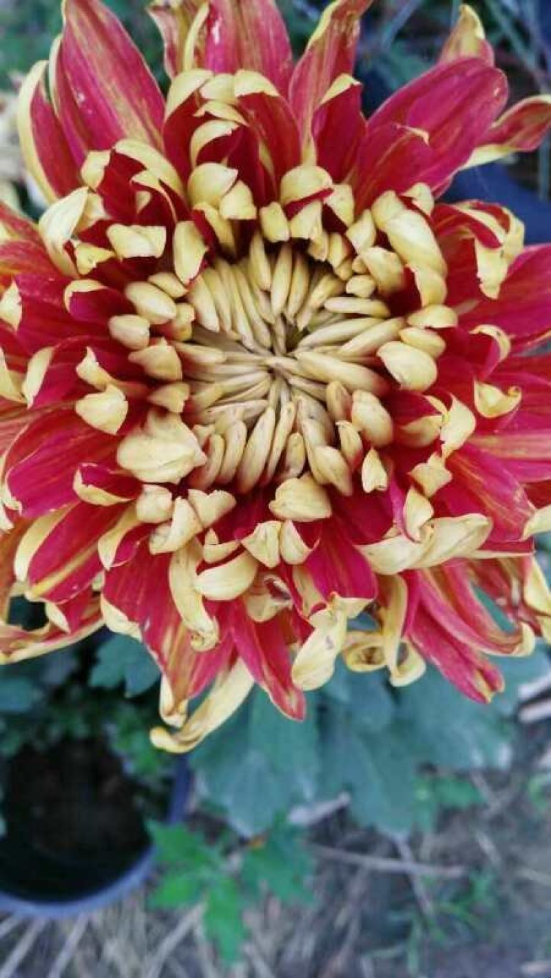 菊花，基地直供