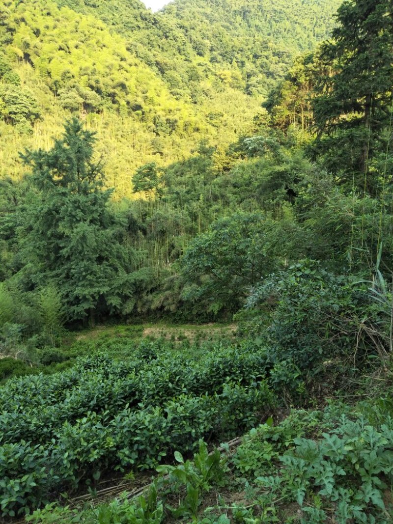 土鸡