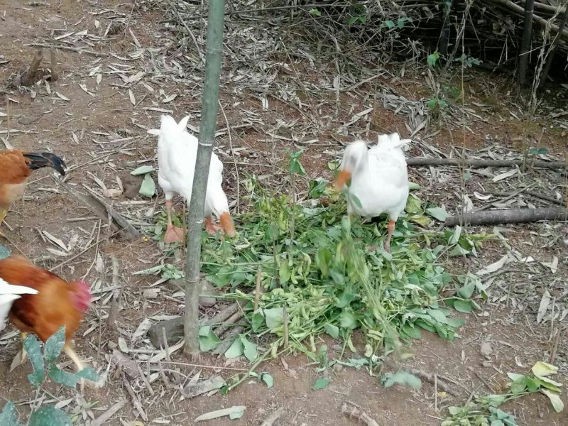 土鸡