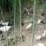 土鸡