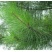 草溪河天然松针