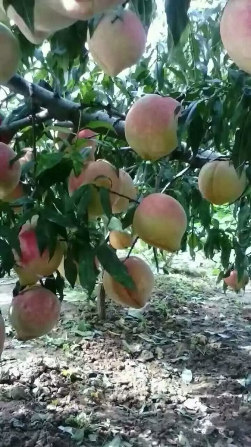 中华寿桃