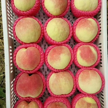 中华寿桃