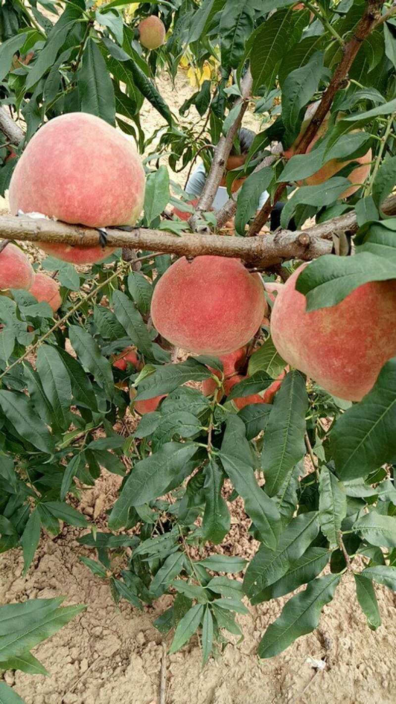 中华寿桃