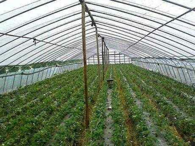新农大大棚膜南方西瓜草莓葡萄专用1—20米4丝—15丝