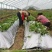 新农大大棚膜南方西瓜草莓葡萄专用1—20米4丝—15丝