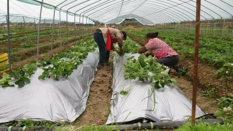 新农大大棚膜南方西瓜草莓葡萄专用1—20米4丝—15丝