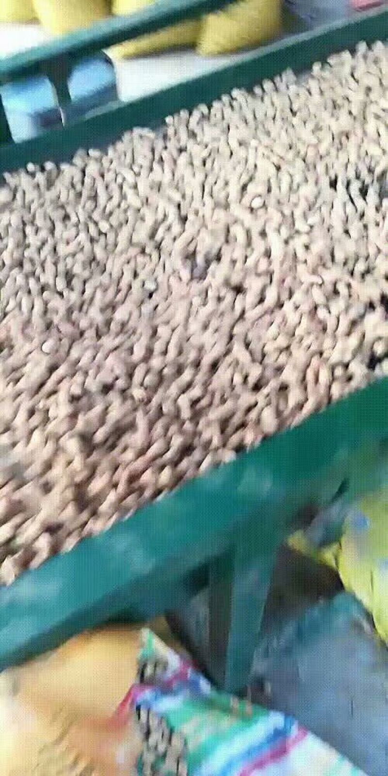 优质鲁花八号花生，大量供应产地直发，保质保量实力服务于客商