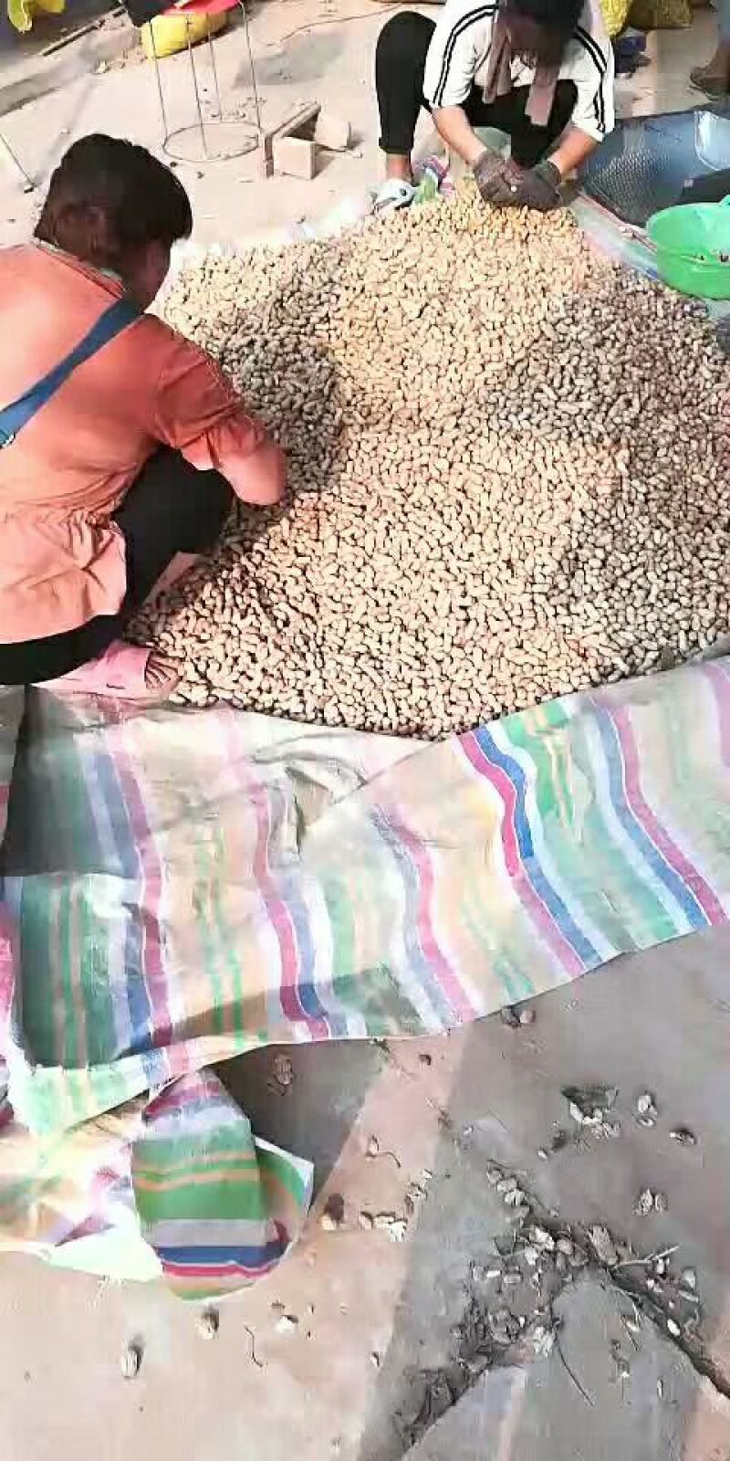 优质鲁花八号花生，大量供应产地直发，保质保量实力服务于客商