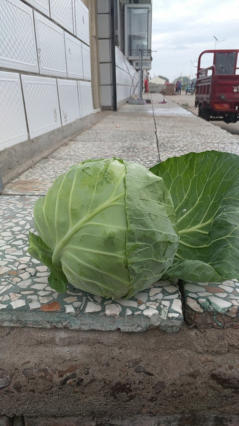 甘蓝