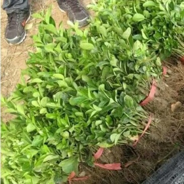 冬青苗，自家苗圃冬青，基地直销