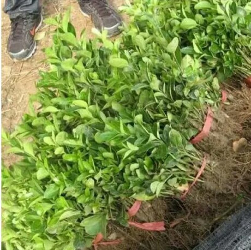 冬青苗，自家苗圃冬青，基地直销