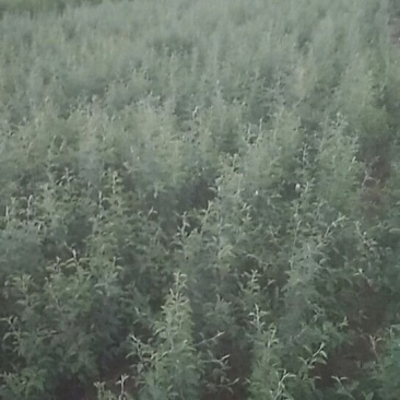 杜梨实生期待嫁接，欢迎有好品种的合作