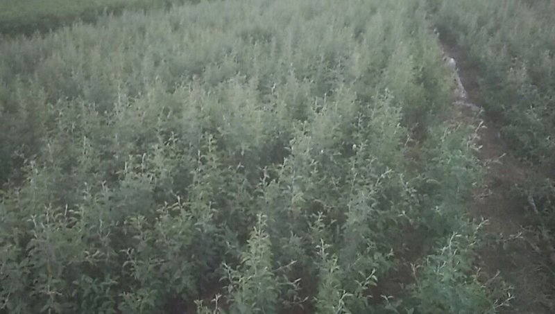 杜梨实生期待嫁接，欢迎有好品种的合作