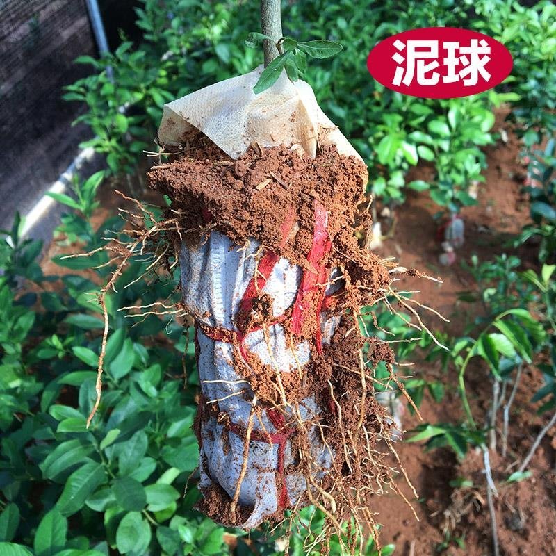 广东香水柠檬树苗台湾香水柠檬无籽青柠苗尤力克柠檬包邮