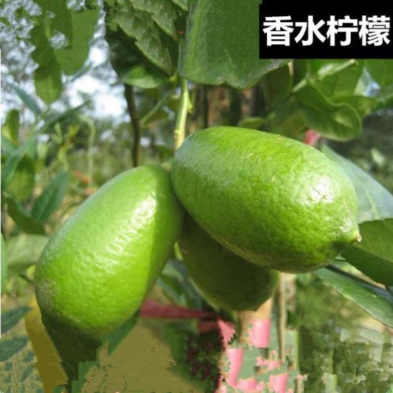 广东香水柠檬树苗台湾香水柠檬无籽青柠苗尤力克柠檬包邮