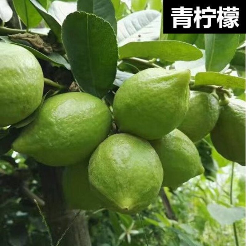 广东香水柠檬树苗台湾香水柠檬无籽青柠苗尤力克柠檬包邮