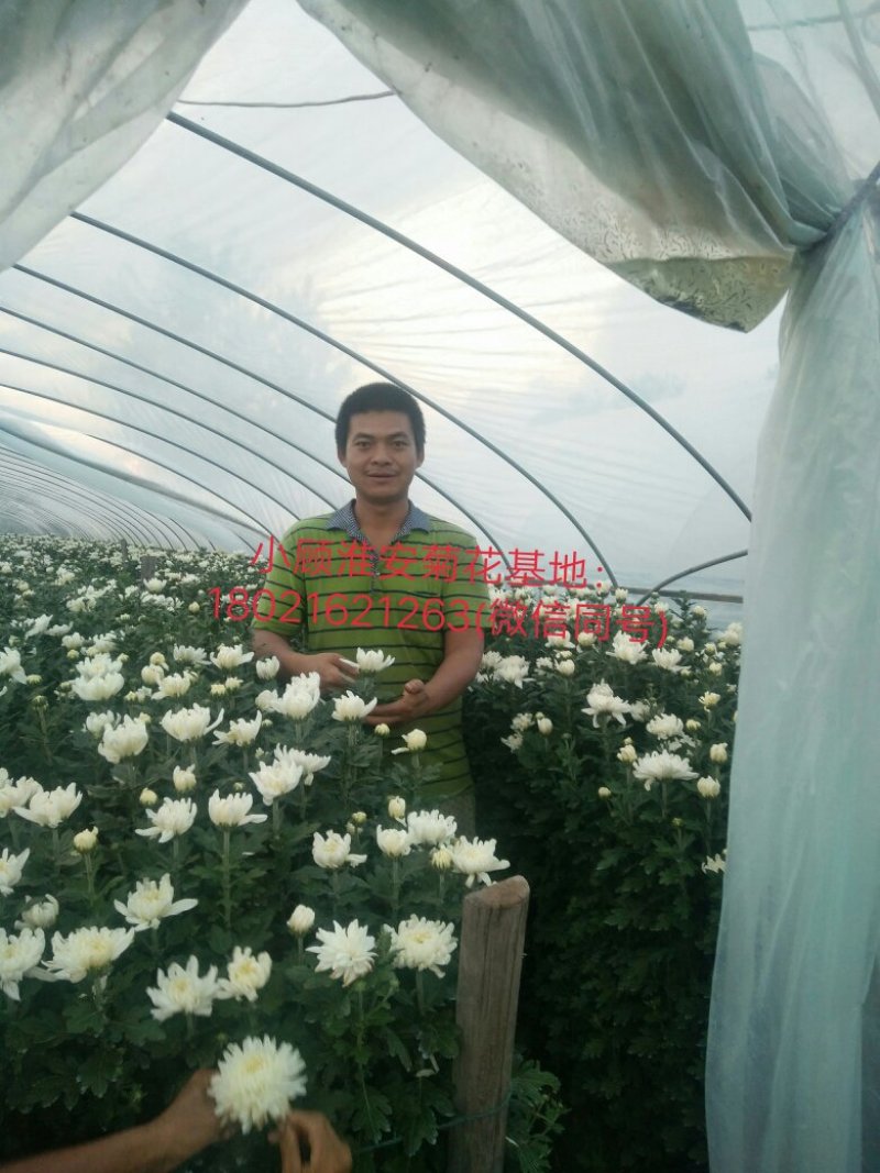 淮安鲜切菊花基地