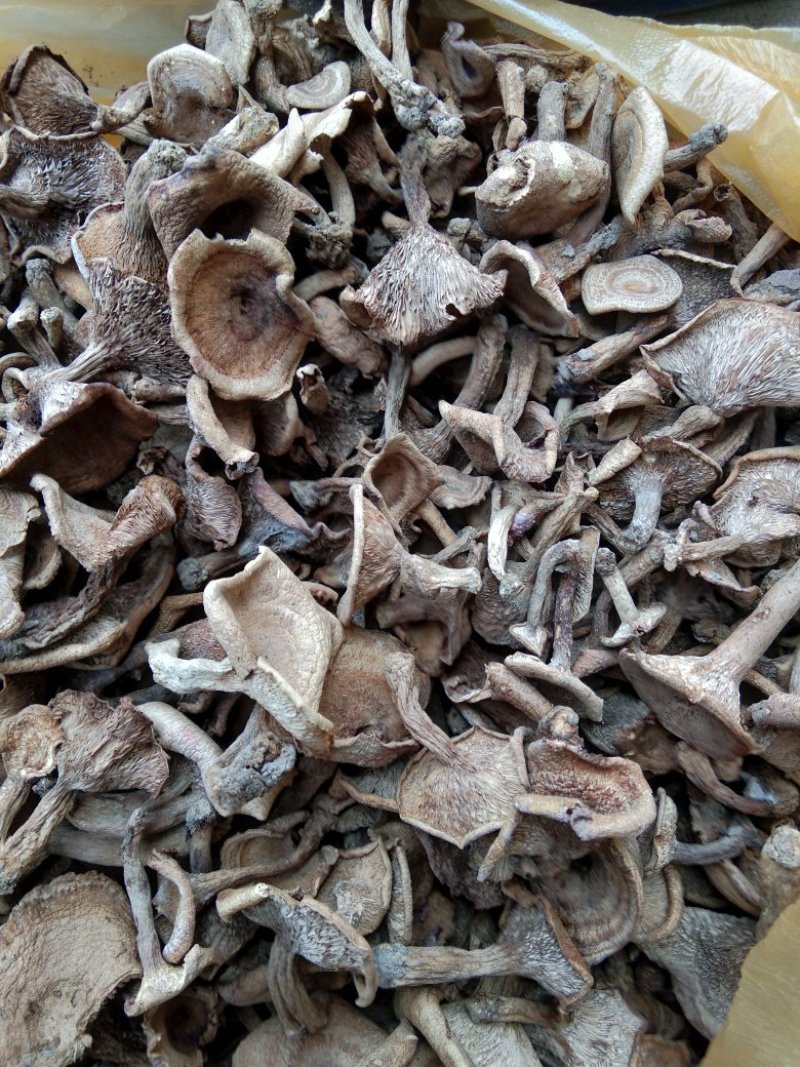 河南省方城县香蘑，药蘑，产地直供全国包邮不满意可以包退包