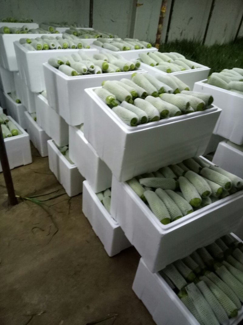 收购代办各种蔬菜