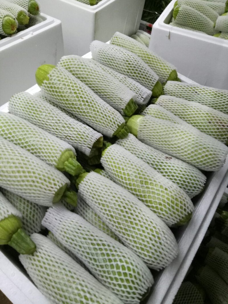 收购代办各种蔬菜