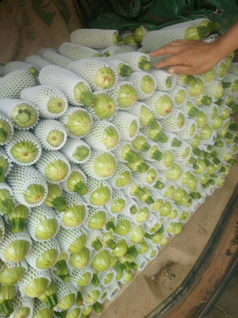 收购代办各种蔬菜