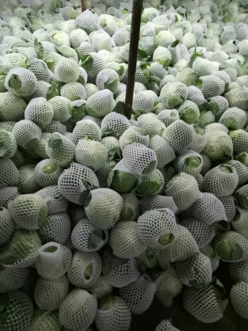 收购代办各种蔬菜