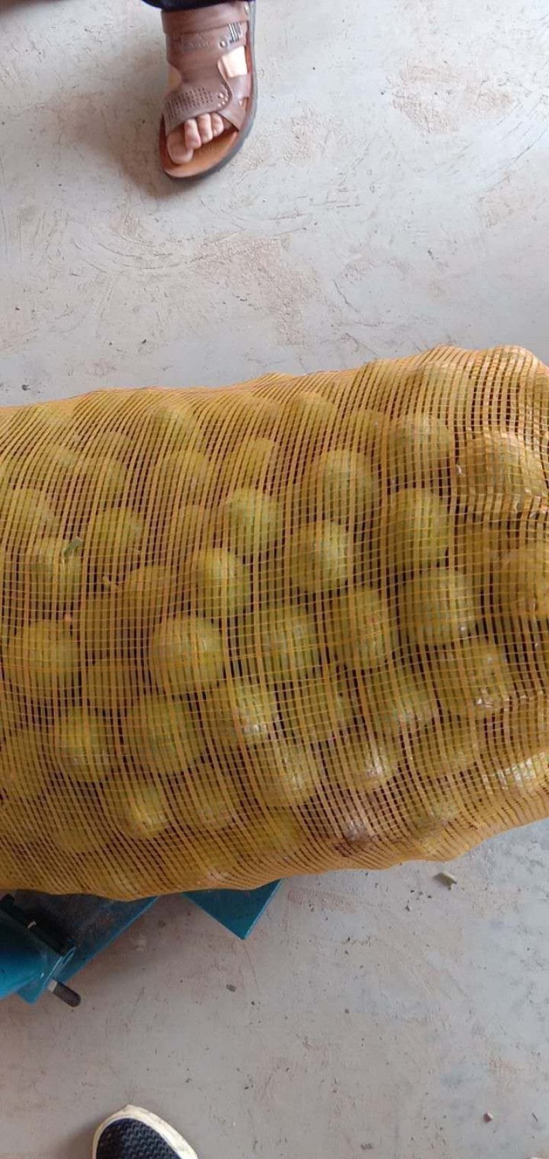 青皮核桃
