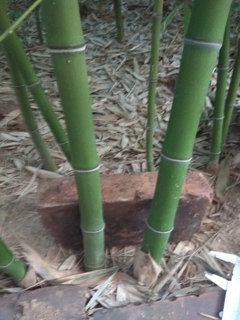 出售早园竹