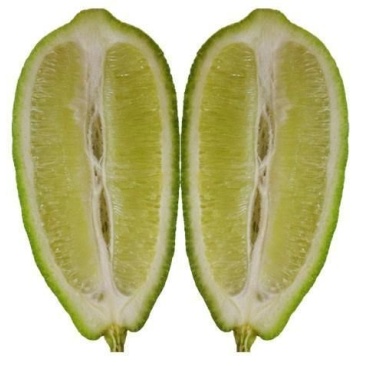 柠檬
