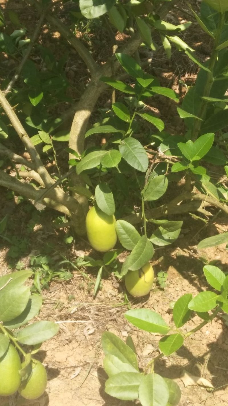 柠檬