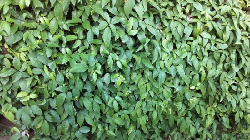 野生金丝吊胡芦